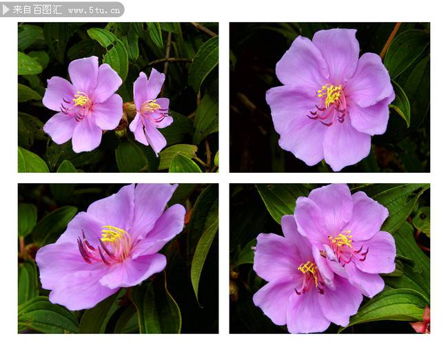 唯美清雅的紫色野牡丹图片