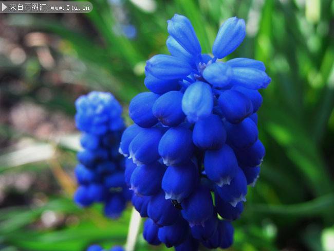 蓝色鲜花唯美背景图片