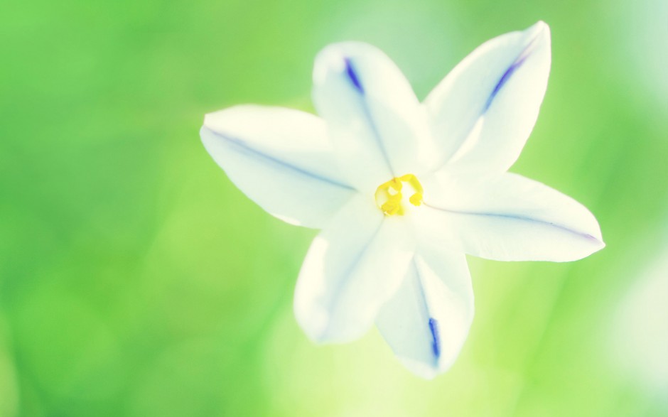 清新鲜花浪漫精致植物风景壁纸