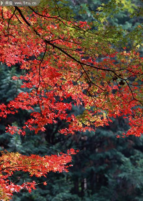 秋季枫树叶唯美图片