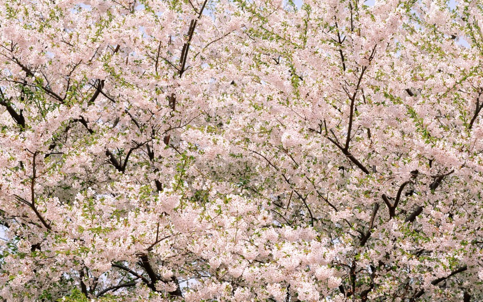 春日唯美鲜花浪漫风景美图