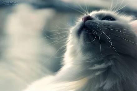 猫咪仰头唯美意境图素材