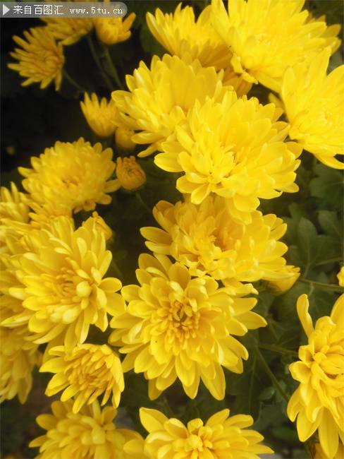黄色菊花精美植物风景图片