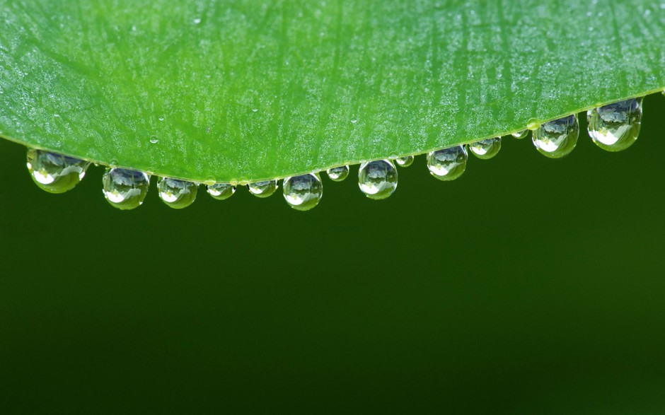 绿叶娇嫩欲滴水珠自然风景浪漫风格壁纸