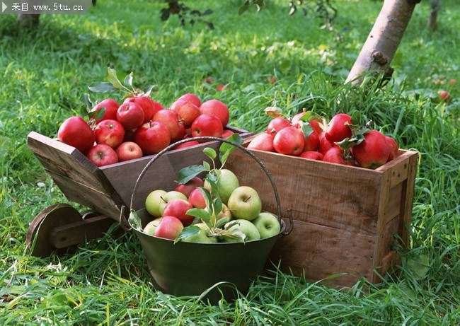 果园里新鲜采摘的苹果图片