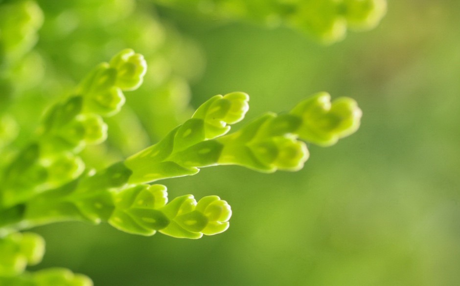 可爱多肉植物萌图高清精选