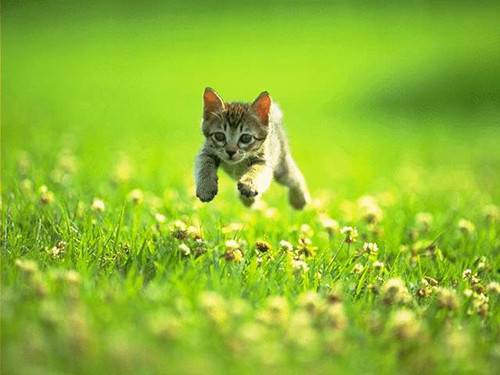 超萌超可爱猫咪草地玩耍图片