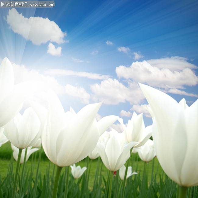 白色郁金香花图片背景素材