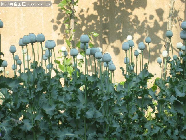 白色罂粟花摄影图片