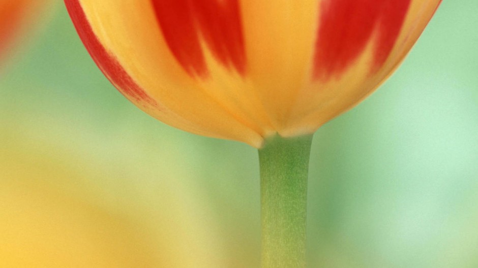 郁金香花朵桌面壁纸精选