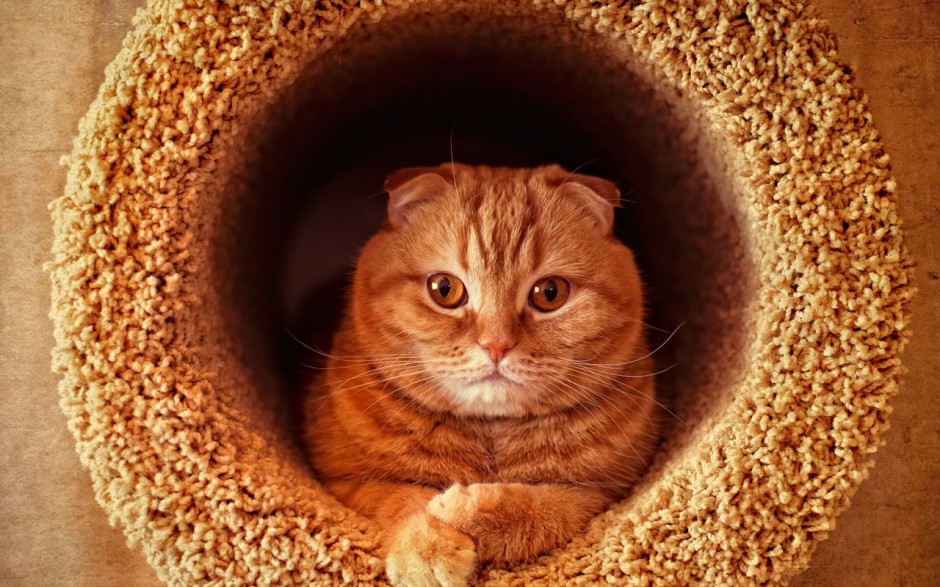 呆萌傲娇的苏格兰折耳猫可爱壁纸精选