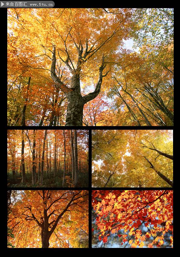 秋天金黄迷人的枫树摄影图片