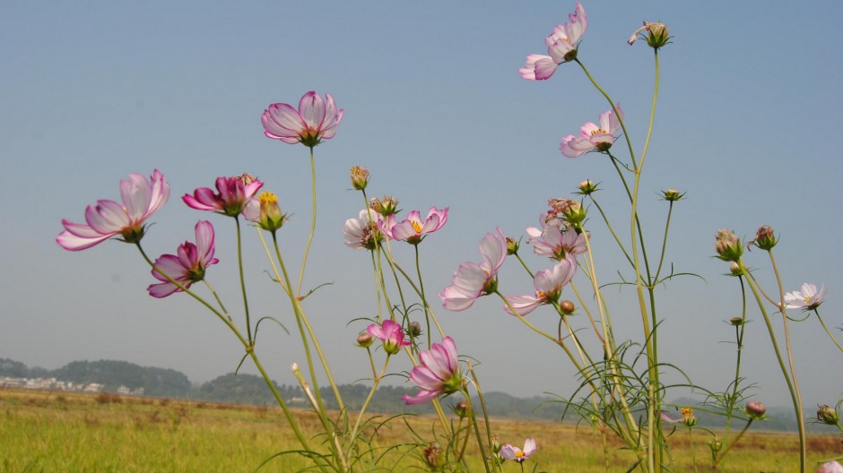 格桑花浪漫殷红花海清新壁纸