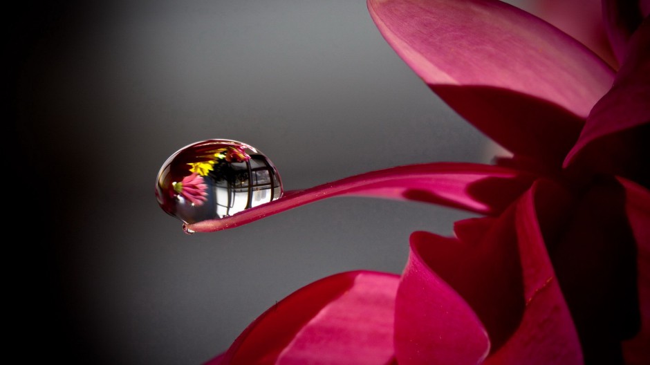 动植物唯美桌面壁纸