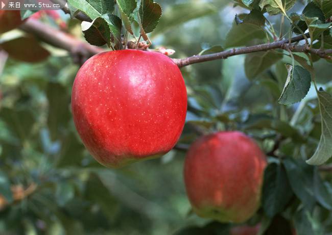 挂在树上的红苹果图片