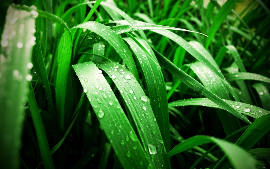 清新雨露浪漫风景个性高清电脑壁纸