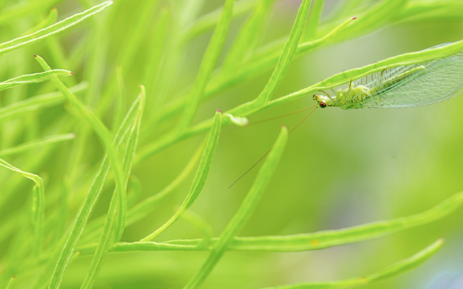 高清壁纸横屏小清新微距植物图