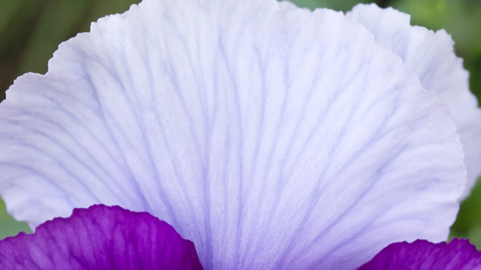 唯美宽频花儿高清桌面壁纸