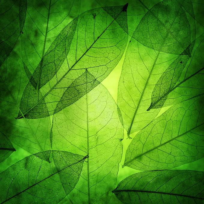 绿色通透树叶背景高清图片素材