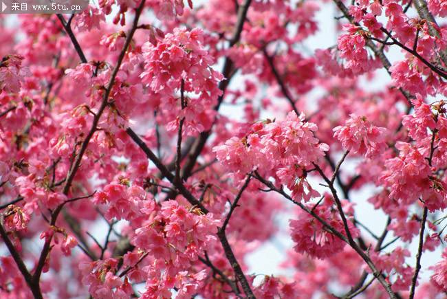 粉红浪漫樱花植物图片背景