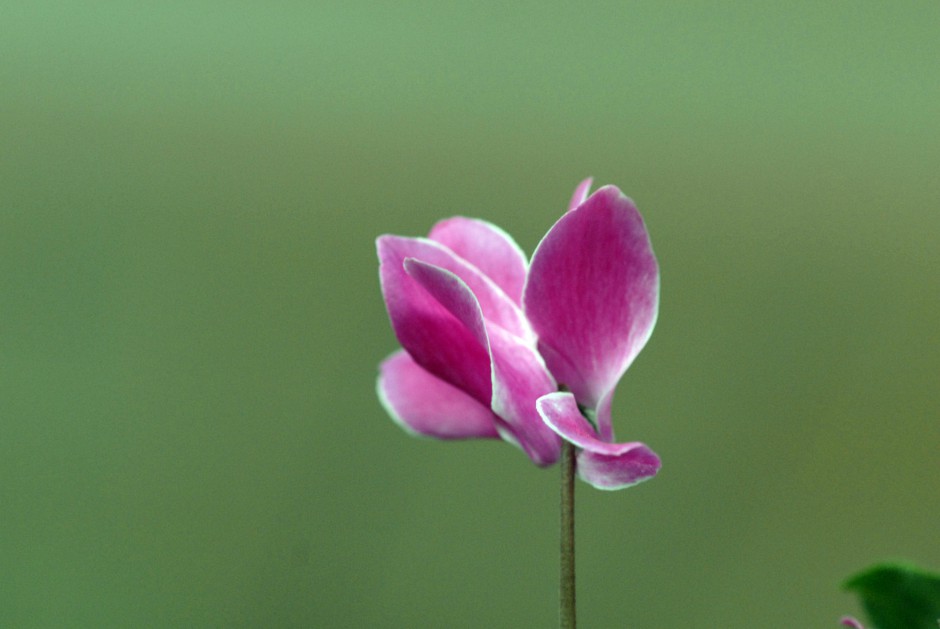 仙客来美丽鲜花高清图片