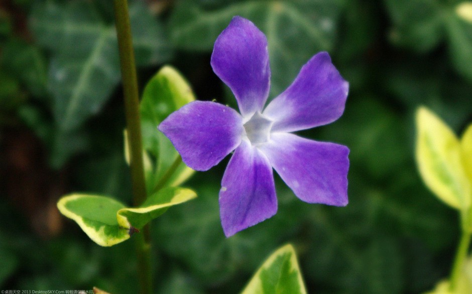 粉嫩长春花浪漫风格高清壁纸