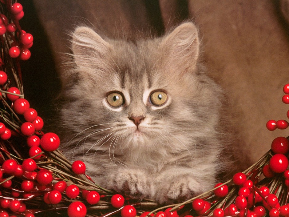 高清非主流可爱猫咪桌面壁纸