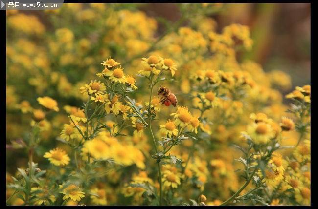 野花丛中的蜜蜂图片