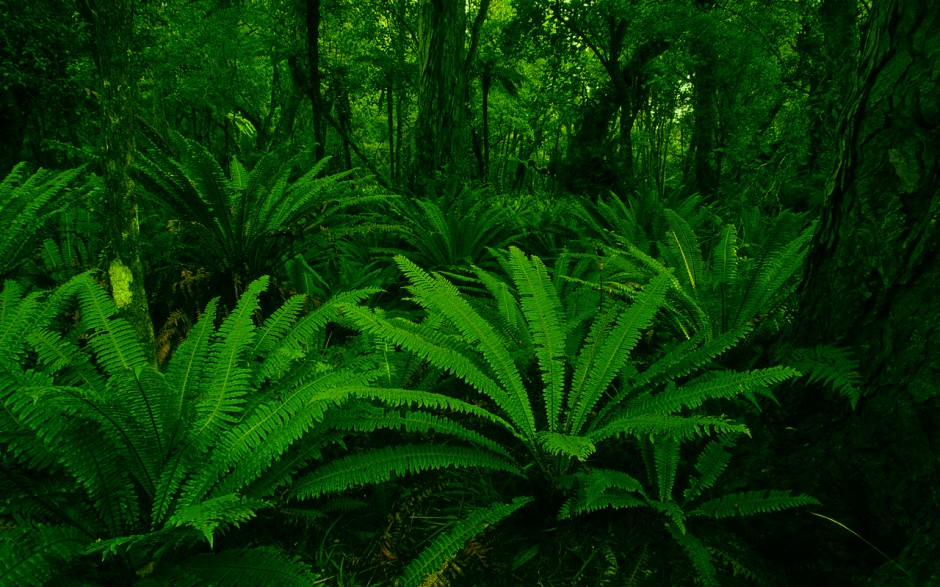 绿色植物高清护眼壁纸
