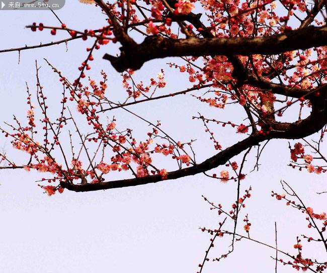 开满枝头的桃花摄影图片