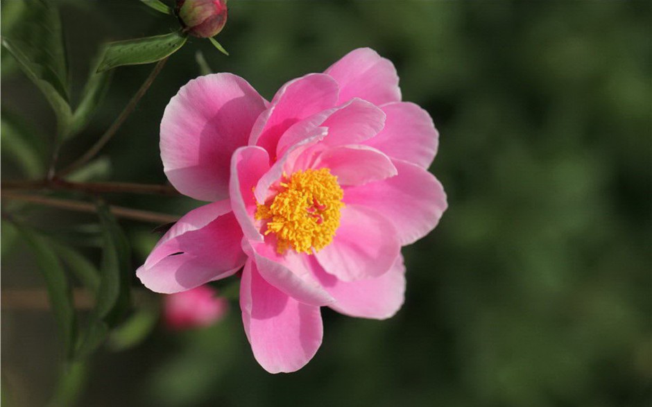 娇艳欲滴雨后芍药花图片壁纸