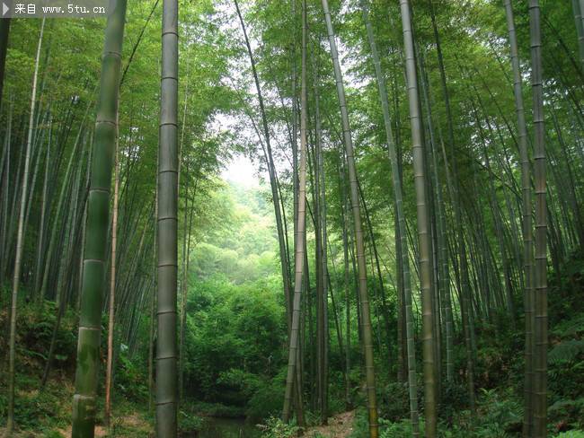 绿油油的竹林图片