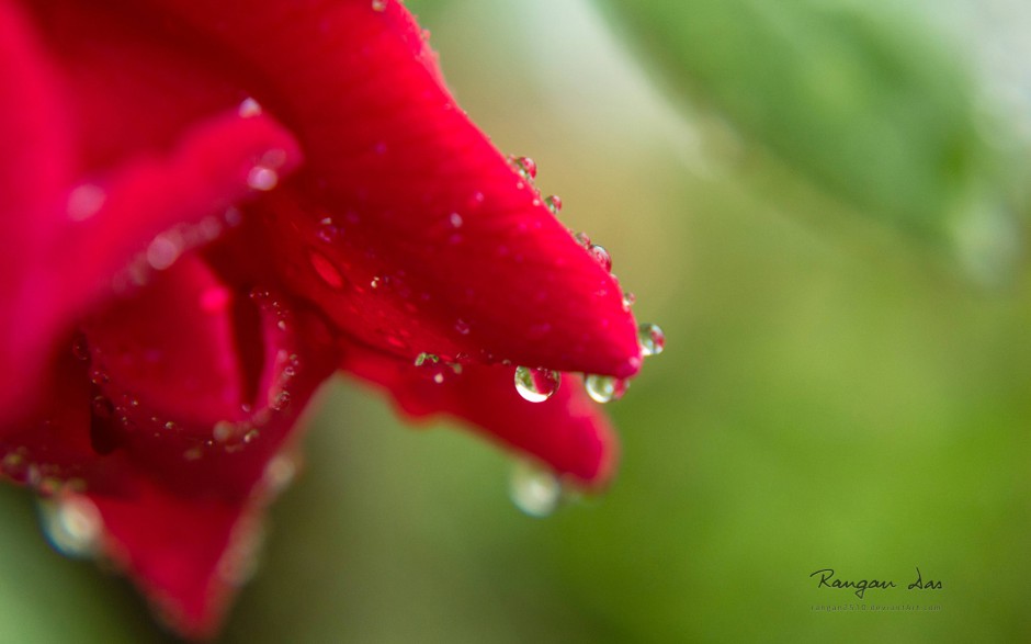 春日浪漫雨后清新水滴唯美壁纸推荐