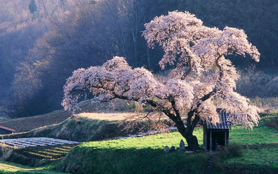 粉嫩樱花浪漫清新精致风景壁纸