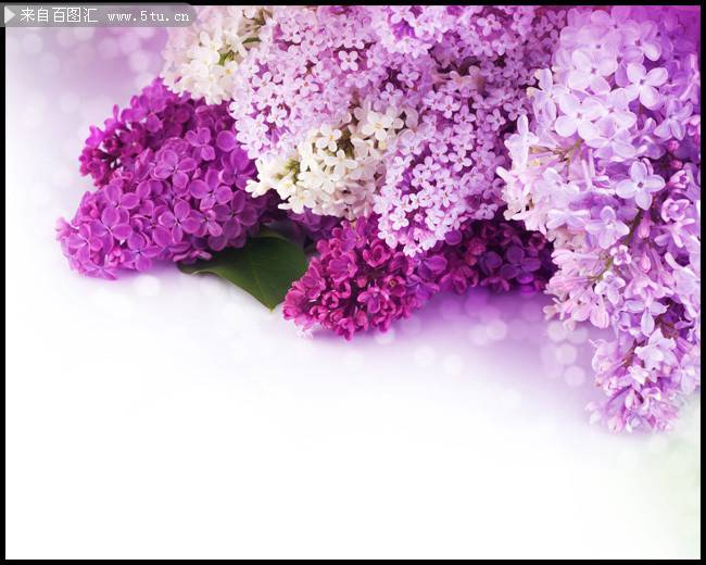 淡紫色风信子浪漫花卉美图