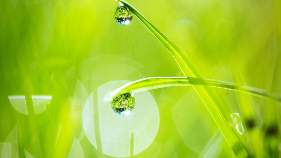 春日清新雨后露珠梦幻美景