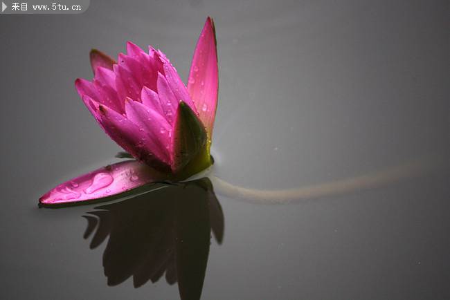 池塘中的红色莲花摄影图片