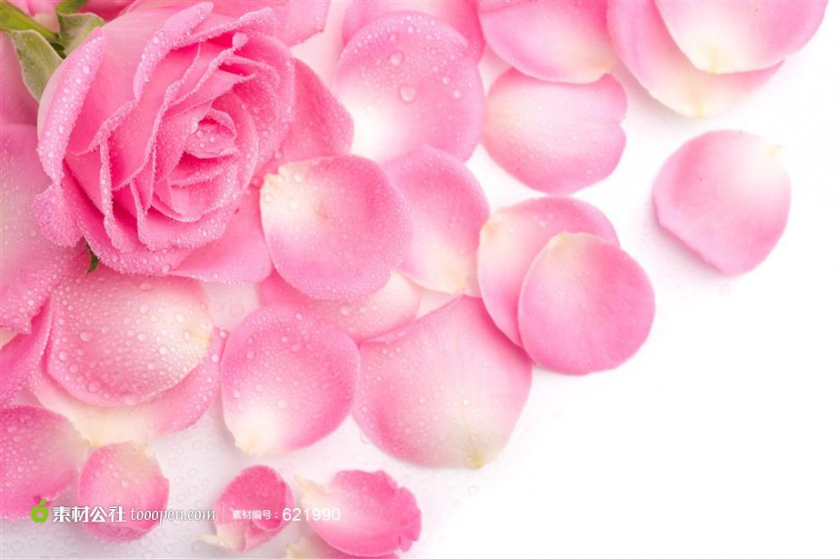 粉嫩的玫瑰花瓣唯美图片