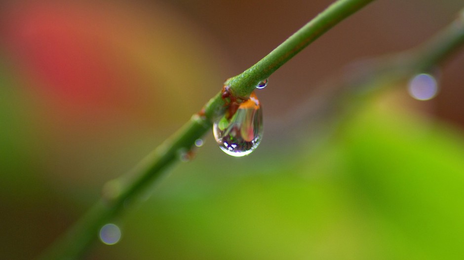 春日清新雨后露珠梦幻美景