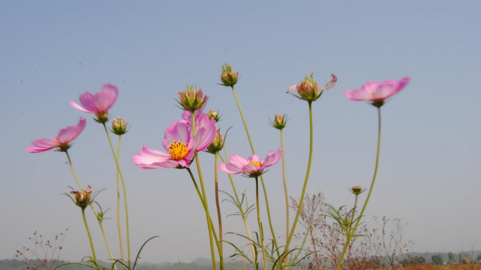 格桑花浪漫殷红花海清新壁纸