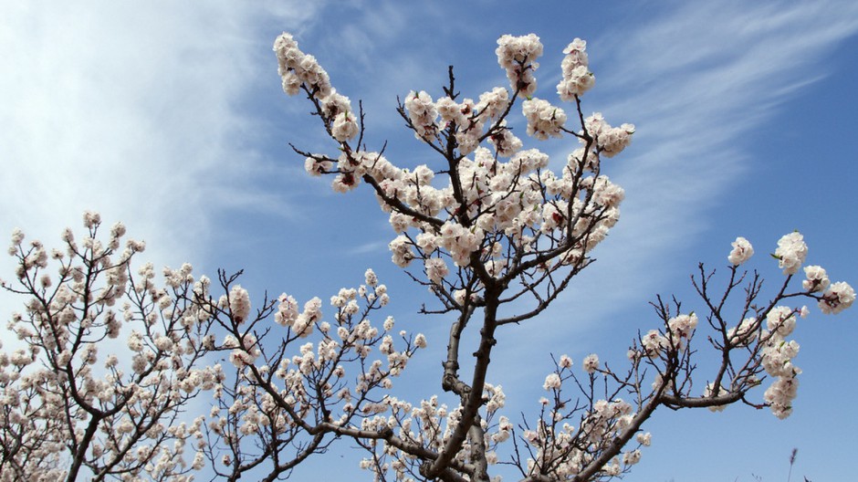 素雅杏花粉色挂满枝头唯美风景壁纸