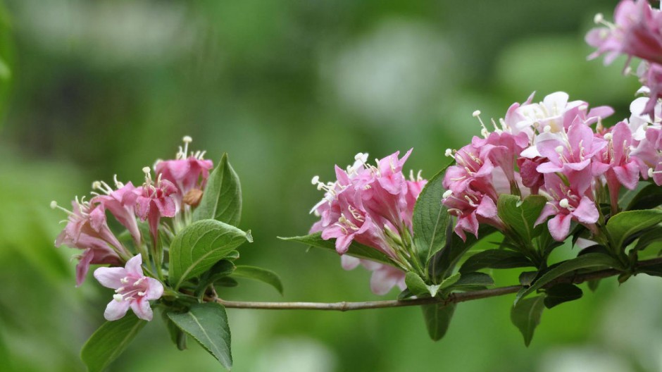 高清壁纸风景锦带花花朵