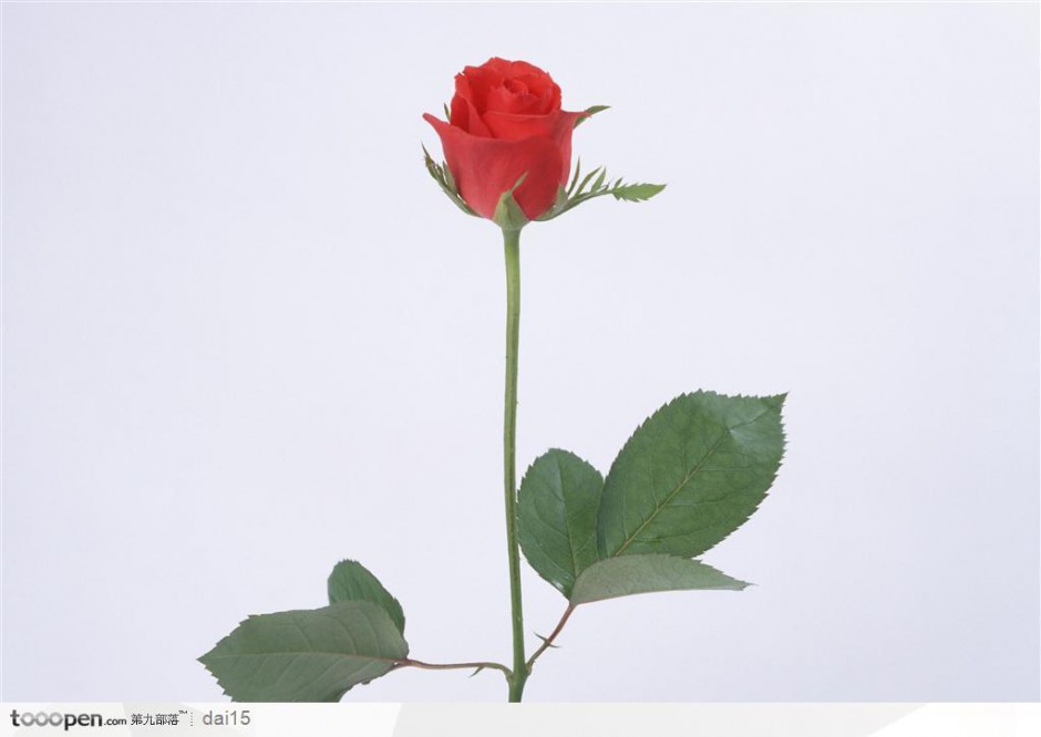 代表一心一意的红色玫瑰