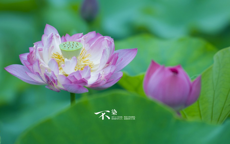 夏日池塘荷花唯美清新风景高清美图