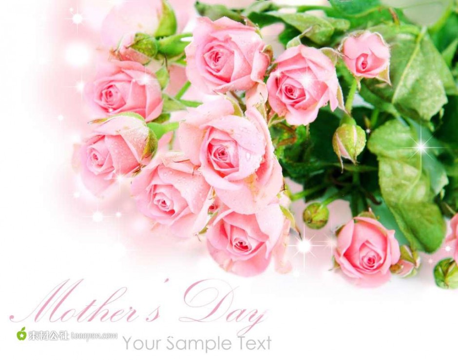 粉色玫瑰花图片唯美图片素材