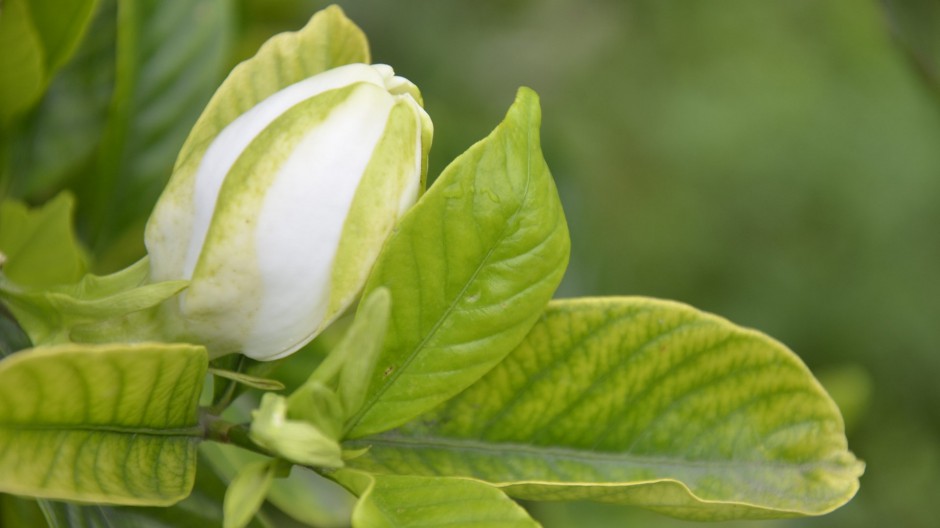 纯白栀子花浪漫花语壁纸