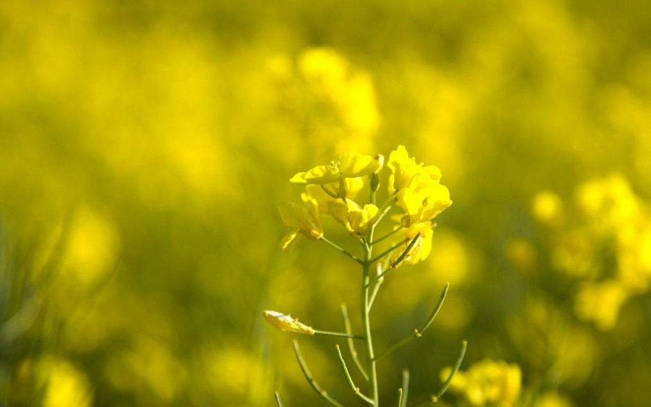 唯美油菜花高清花卉桌面壁纸