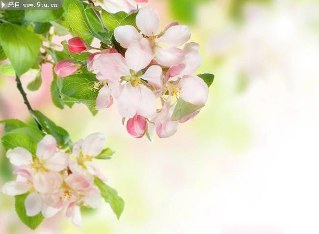 樱花植物图片摄影精选