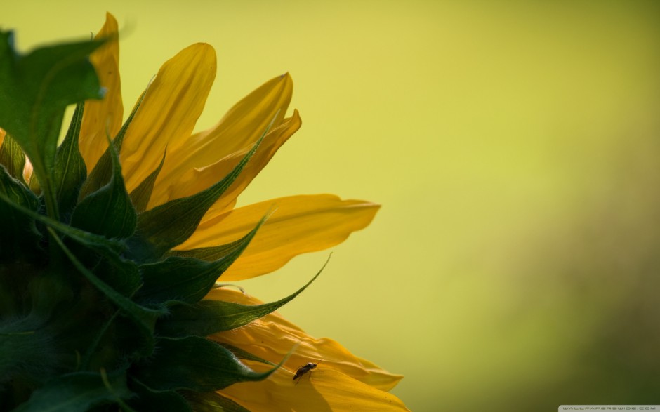 唯美的向日葵花卉壁纸欣赏