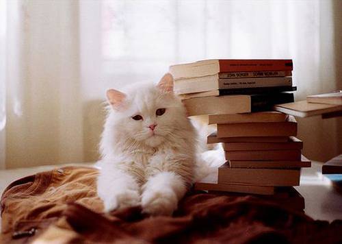 傲娇的喵星人可爱猫咪萌图片大全